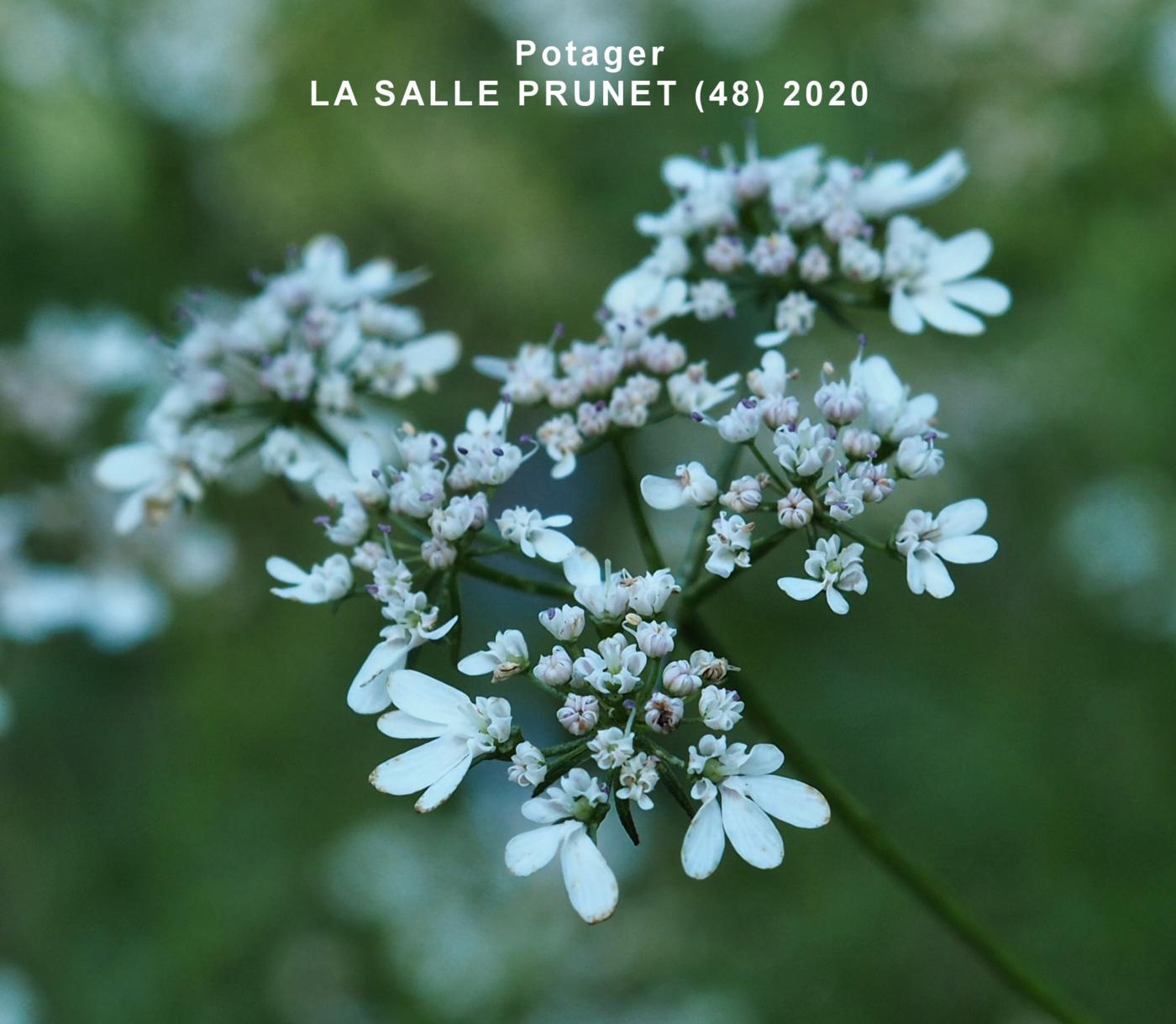 Coriander flower